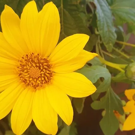 Prázdninový dům Maracuya