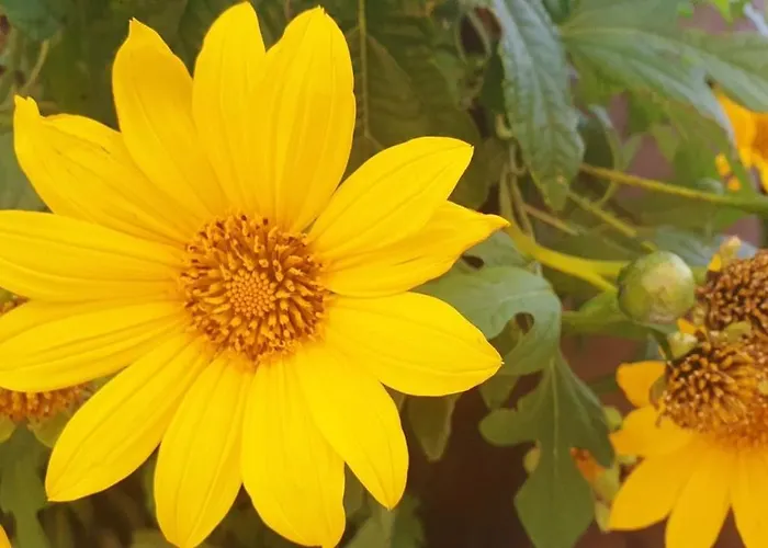 Vakantiehuis Maracuya