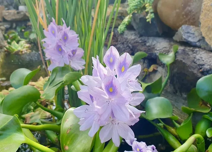 Maracuya Feriehus *